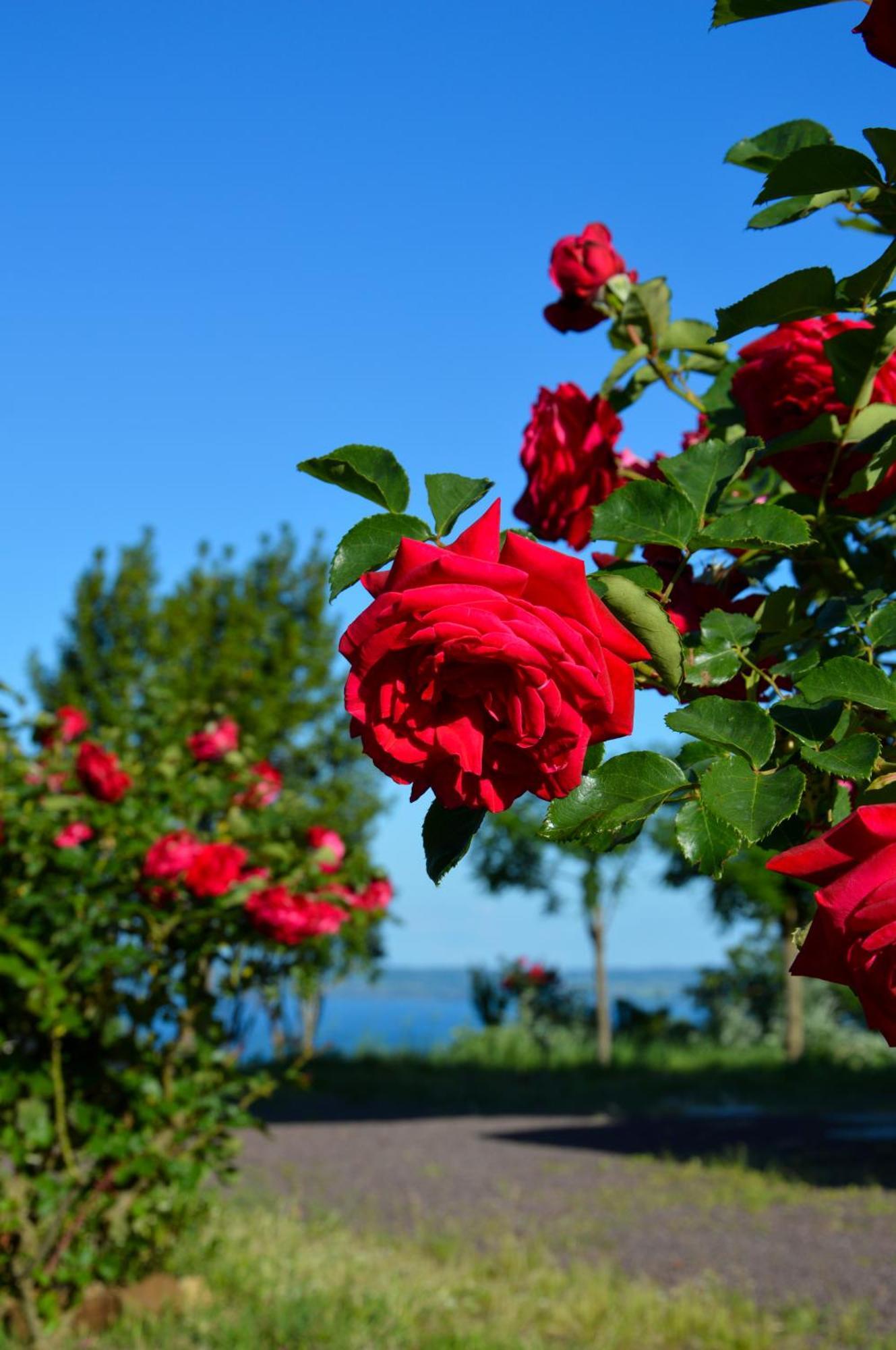Agriturismo "La Fraschetta" Bolsena Eksteriør bilde